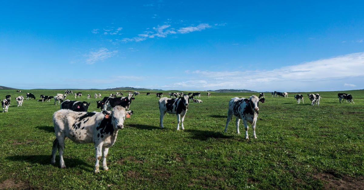 Vieh zirpen Kühe auf dem Feld in Größe